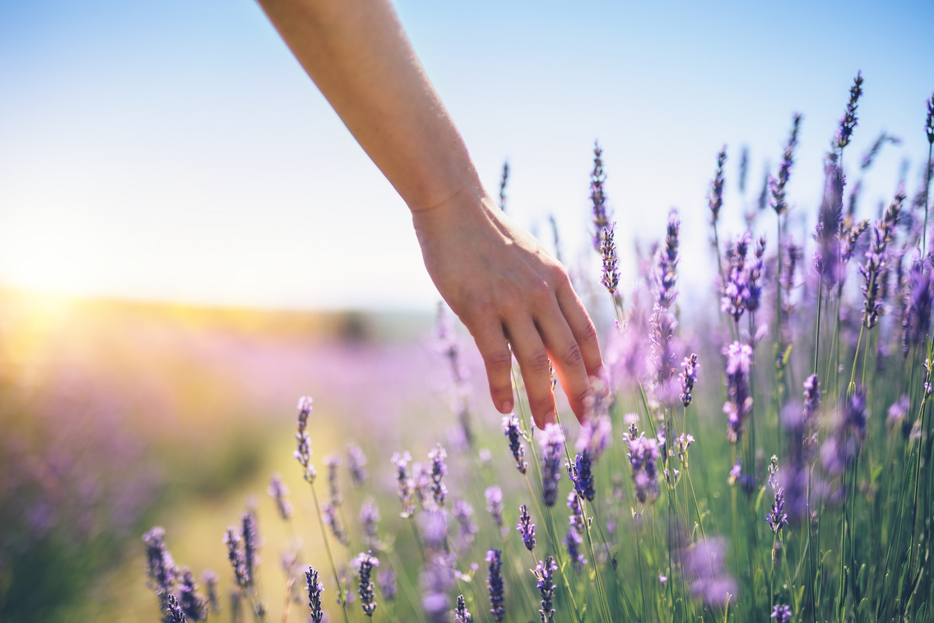 Walking In The Lavender Field
